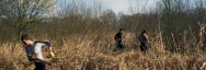 Débroussaillage d'un marais lors d'un chantier nature