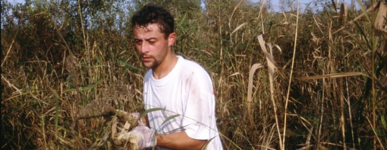 Recépage de saules dan sun marais lors d'un chantier nature Blongios