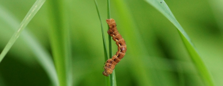 Chenille de Géométridé