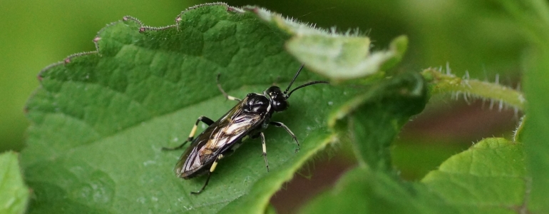 Macrophya albicincta