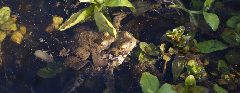 Amplexus de Crapauds dans le Bois d'Infière.