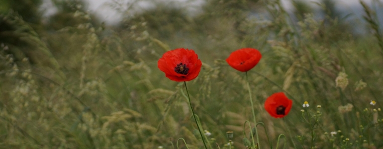 Coquelicots