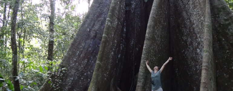 Un arbre gigantesque (parmi d'autres) : le fromager de Saül !