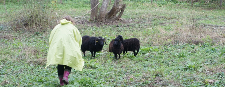 Les moutons d'ouessant