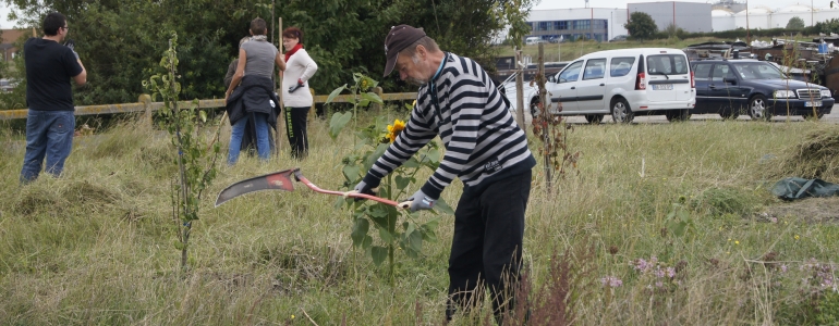 Pas touche au tournesol, histoire de laisser des graines à picorer pour les oiseaux