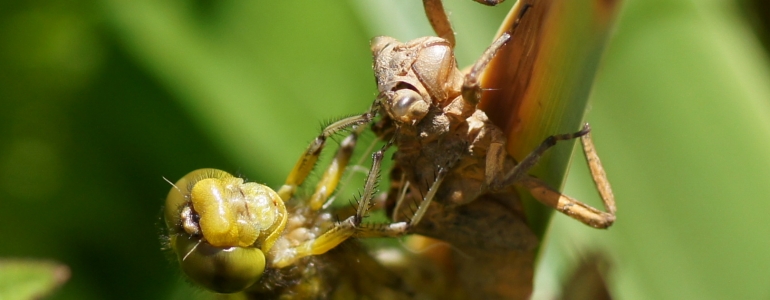 Emergence d'une Libellule à quatre tâches aux 5 Tailles à Thumeries.