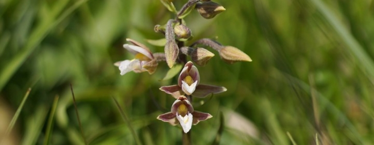 Epipactis des marais