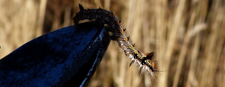 Une chenille qui a failli tomber à l'eau !