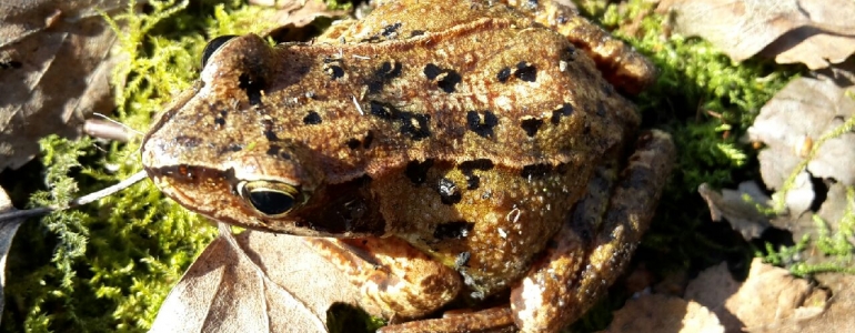 Grenouille rousse trouvée sur le terril des Pâturelles lors du chantier