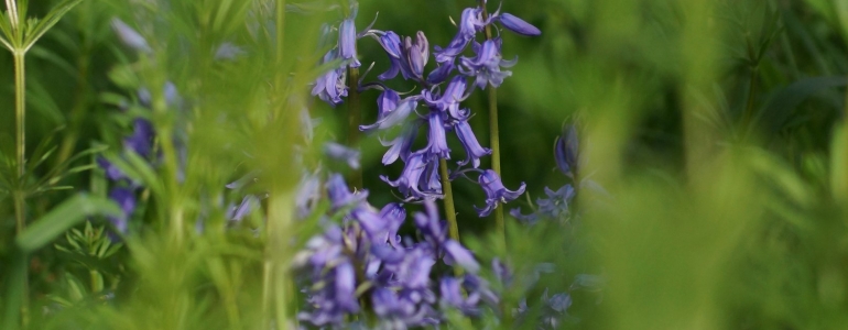 Jacinthe des bois