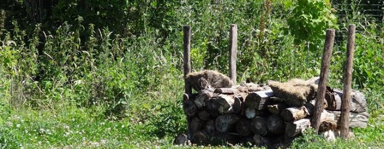 Le gîte à hérisson