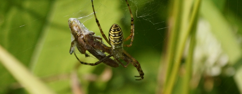 L'heure du repas a sonné pour cette Argiope bruennichi.