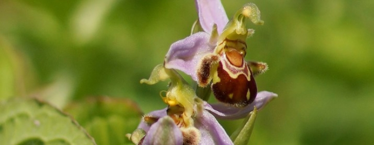 Ophrys abeille