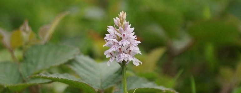 Orchis de Fucchs