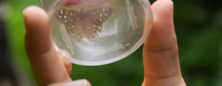 Pantegnies papillon