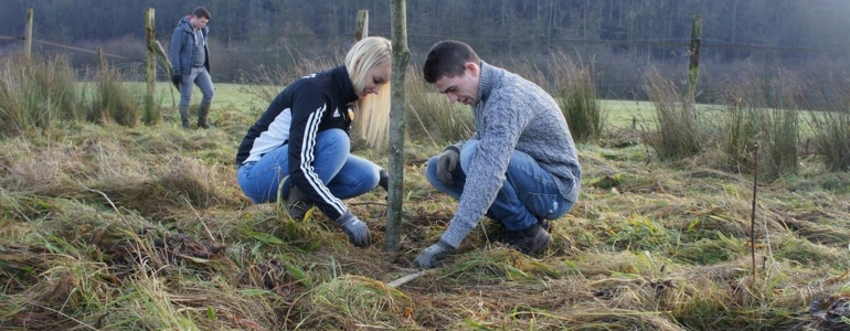 Plantation des perches de Saules