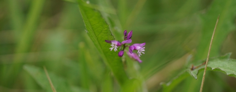 Polygala sp.