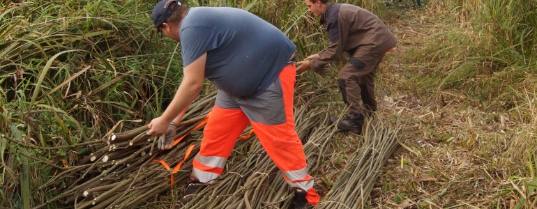 Stockage des fagots