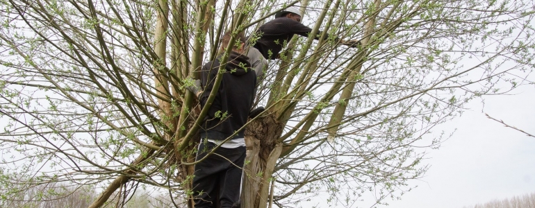 Sélection de perches de Saules