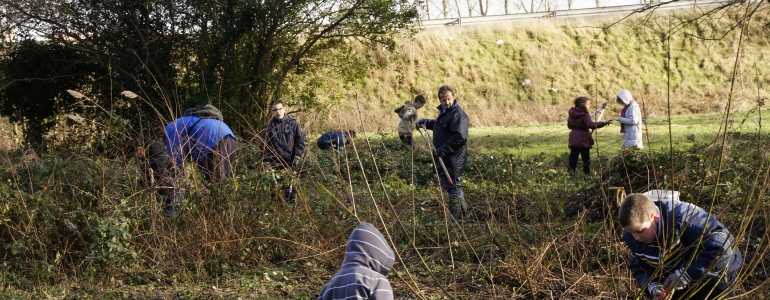 Taille d'un saule têtard et débroussaillage