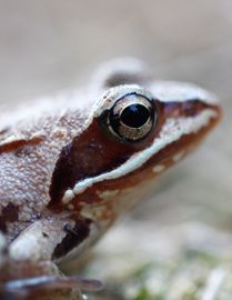 Grenouille des champs, observée sur la tourbière de Vred