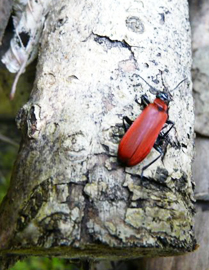 Le cardinal, insecte des sous-bois, observé dans un tas de bois aménagé par les Blongios