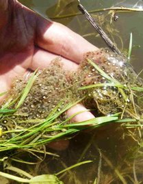 Ponte de grenouilles vertes observée lors d'un suivi de chantier nature