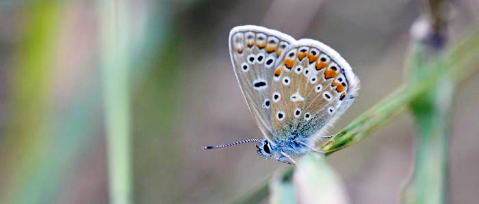 Papillon pris en photo lors d'un chantier nature