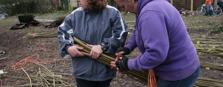 Fabrication de fagots avec du Saule des vanniers.