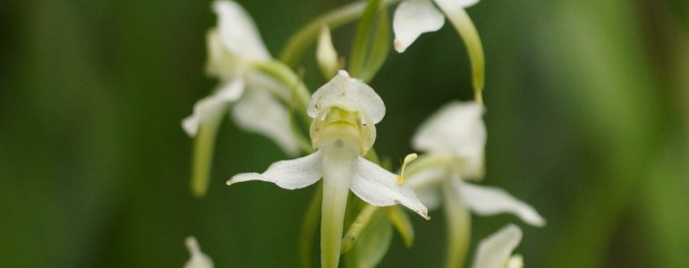 Platanthère des montagnes